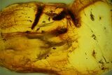 Fossil Fly Swarm (Diptera) and an Unidentified Larva in Baltic Amber #135080-1